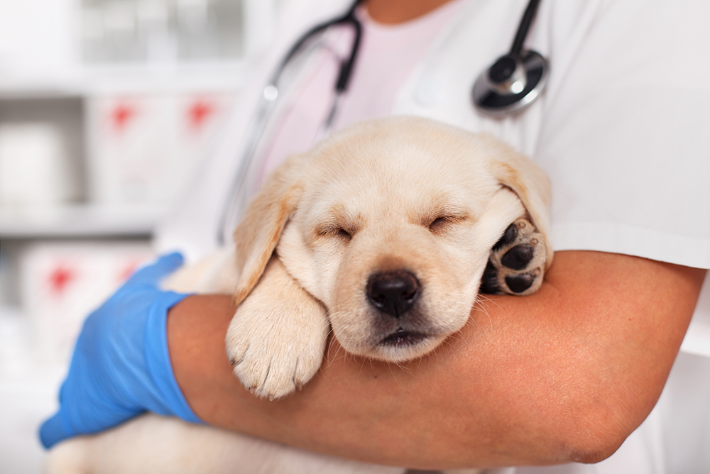 vet holding a puppy